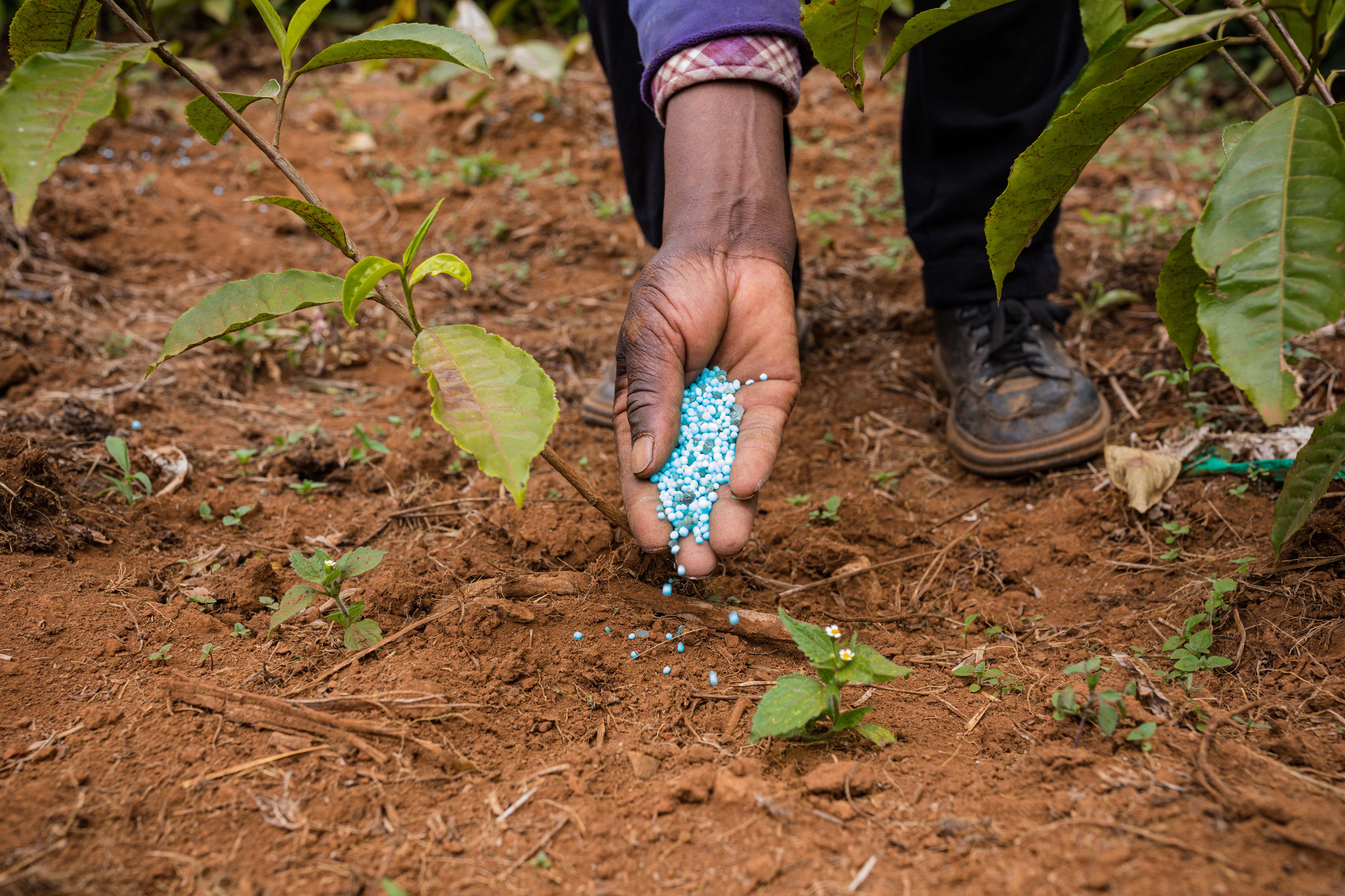 Fertilizing