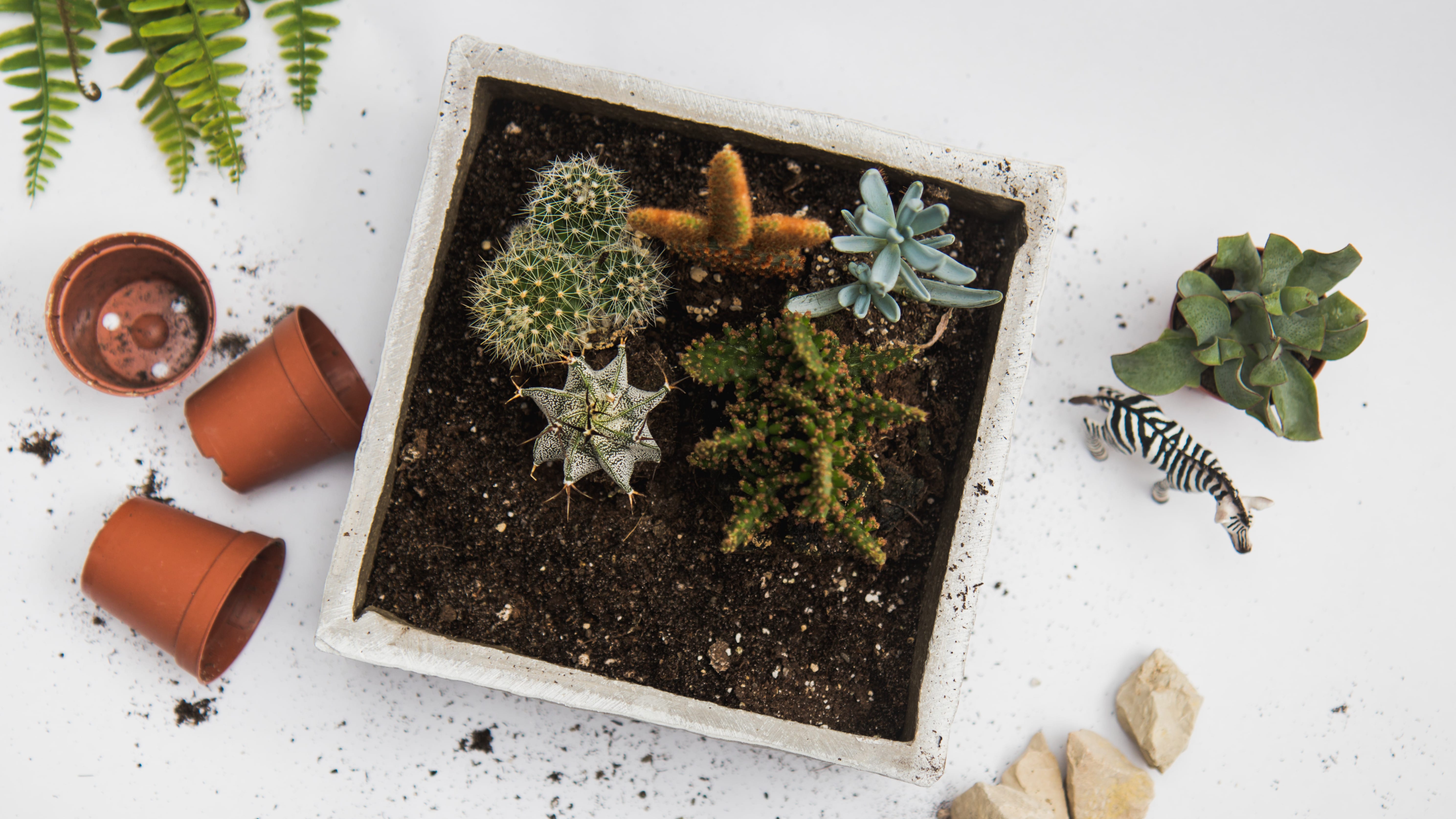Cardboard Box Cactus Garden
