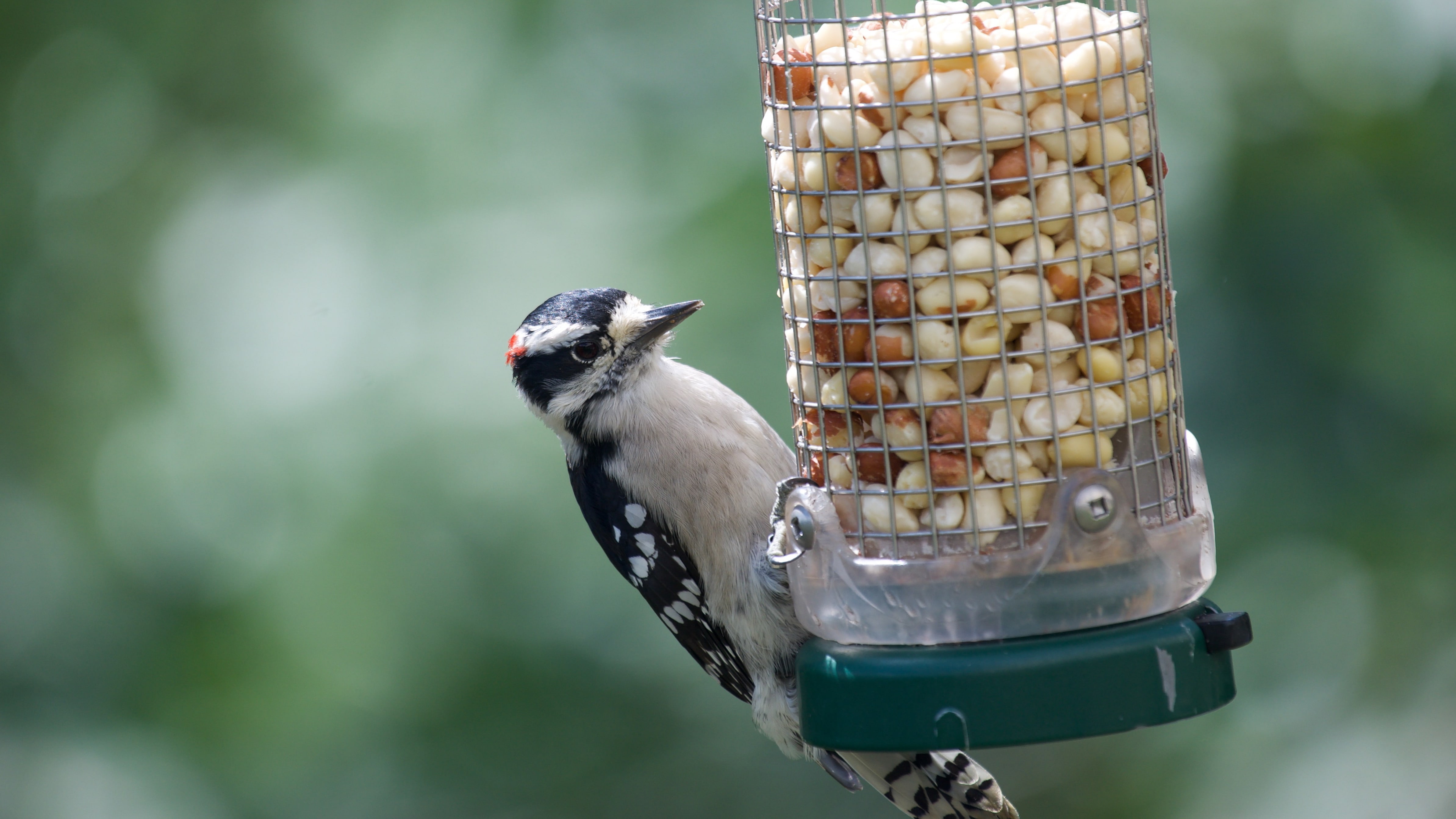 Wire Bird Feeder Jar