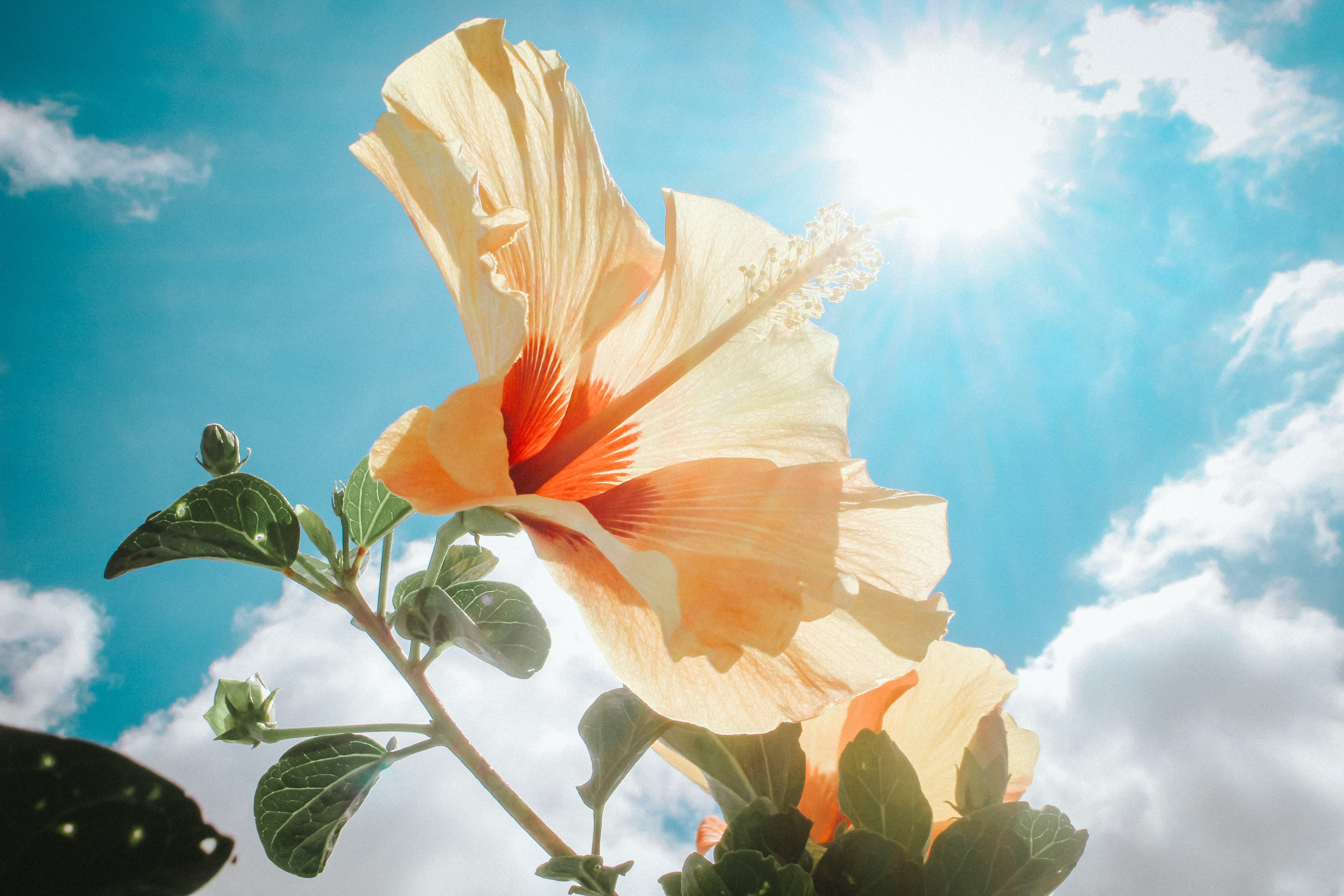 Sunlight
